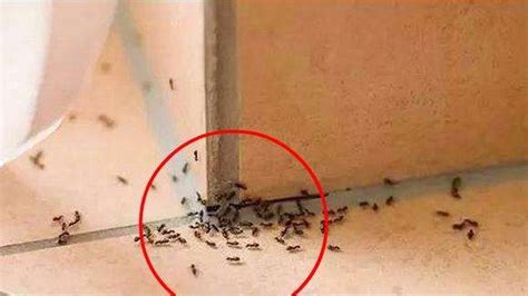 雞蛋屬性 家里有蚂蚁
